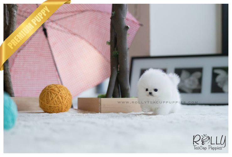 Rolly Teacup Puppies (SOLD to Zhu) Cloud - Pomeranian. M.