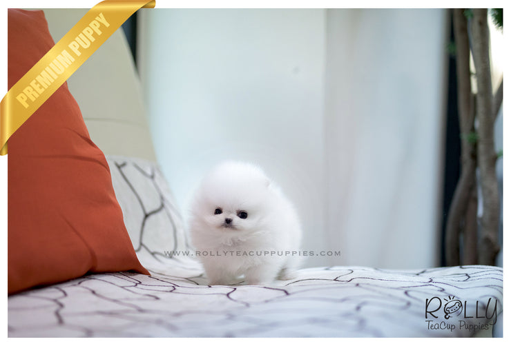 Rolly Teacup Puppies (SOLD to Zhu) Cloud - Pomeranian. M.