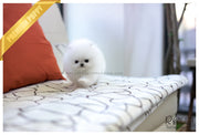 Rolly Teacup Puppies (SOLD to Zhu) Cloud - Pomeranian. M.