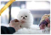 Rolly Teacup Puppies (SOLD to Zhu) Cloud - Pomeranian. M.