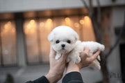 Rolly Teacup Puppies (Purchased by Chen) Coco - Bichon. F.