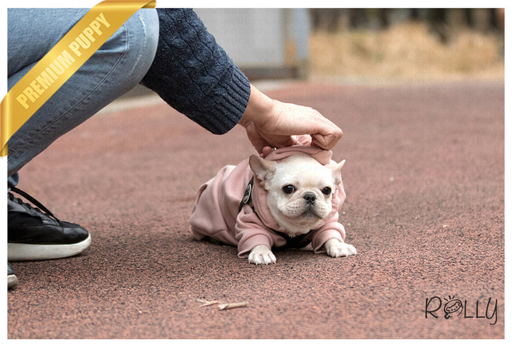 Rolly Teacup Puppies (Purchased by Duff) Coco - French Bulldog. F.