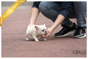 Rolly Teacup Puppies (Purchased by Duff) Coco - French Bulldog. F.