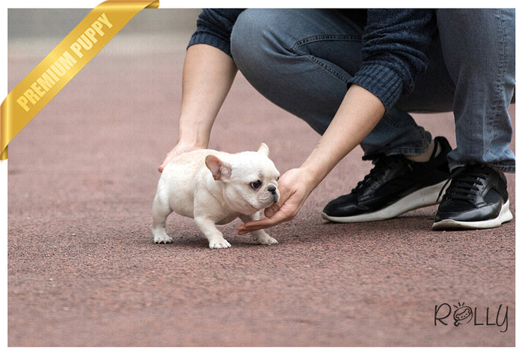 Rolly Teacup Puppies (Purchased by Duff) Coco - French Bulldog. F.