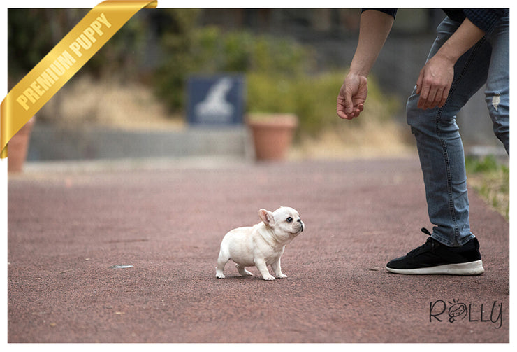 Rolly Teacup Puppies (Purchased by Duff) Coco - French Bulldog. F.