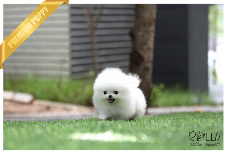 Rolly Teacup Puppies (SOLD to Armen) Coco - Pomeranian. F.