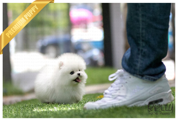 Rolly Teacup Puppies (SOLD to Armen) Coco - Pomeranian. F.