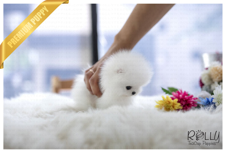 Rolly Teacup Puppies (SOLD to Armen) Coco - Pomeranian. F.