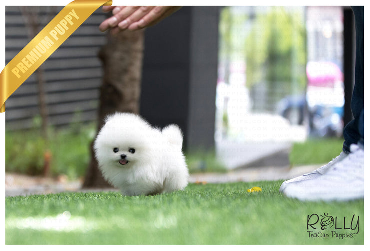 Rolly Teacup Puppies (SOLD to Armen) Coco - Pomeranian. F.