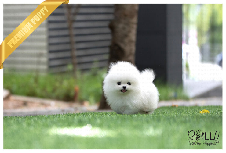 Rolly Teacup Puppies (SOLD to Armen) Coco - Pomeranian. F.