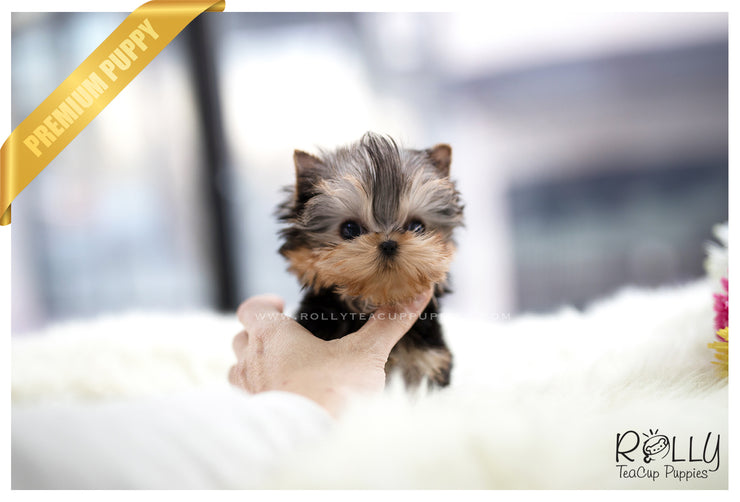 Rolly Teacup Puppies (SOLD to Bae) Coco - Yorkie. F.
