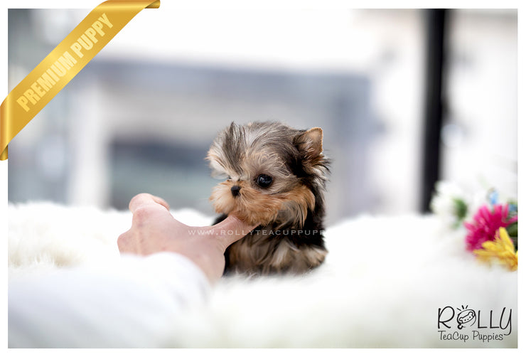 Rolly Teacup Puppies (SOLD to Bae) Coco - Yorkie. F.