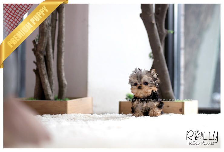 Rolly Teacup Puppies (SOLD to Bae) Coco - Yorkie. F.