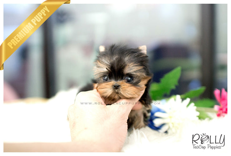 Rolly Teacup Puppies (SOLD to B) Coco - Yorkie. F.