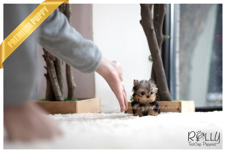 Rolly Teacup Puppies (SOLD to Bae) Coco - Yorkie. F.