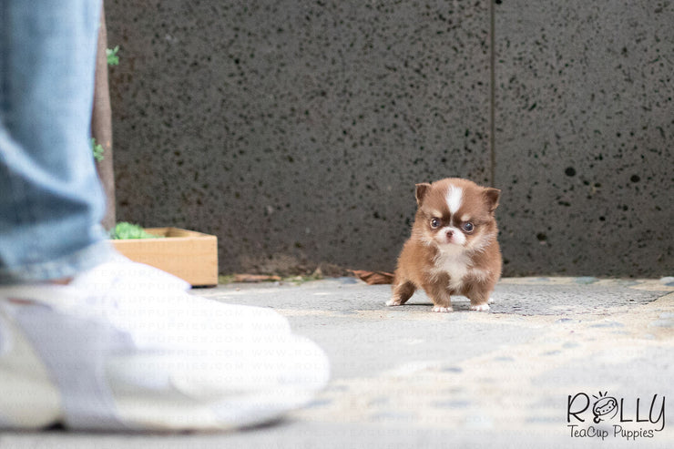 Rolly Teacup Puppies (Purchased by Han) Coconut - Chihuahua. F.