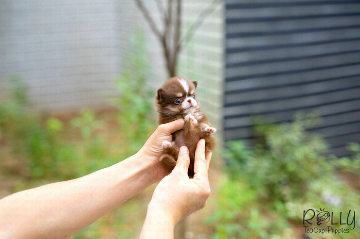 Rolly Teacup Puppies (Purchased by Han) Coconut - Chihuahua. F.