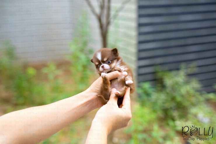 Rolly Teacup Puppies (Purchased by Han) Coconut - Chihuahua. F.