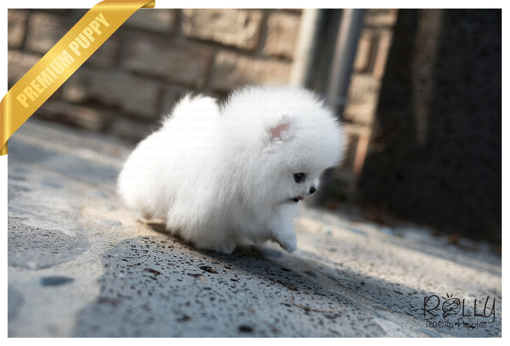 Rolly Teacup Puppies (Purchased by Bander) Coconut - Pomeranian. M.