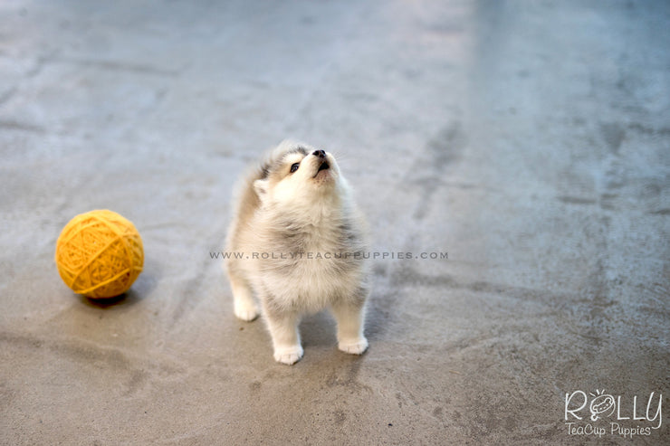 Rolly Teacup Puppies (SOLD to Sulaiman) Cody - Pomsky. M.