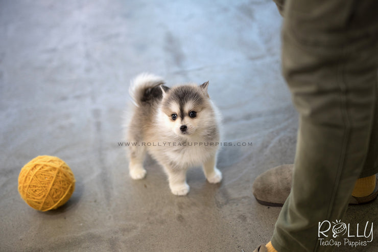 Rolly Teacup Puppies (SOLD to Sulaiman) Cody - Pomsky. M.