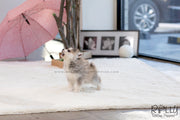 Rolly Teacup Puppies (SOLD to Sulaiman) Cody - Pomsky. M.