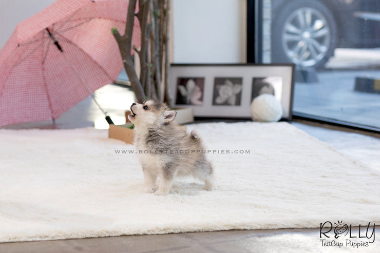 Rolly Teacup Puppies (SOLD to Sulaiman) Cody - Pomsky. M.