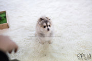 Rolly Teacup Puppies (SOLD to Sulaiman) Cody - Pomsky. M.