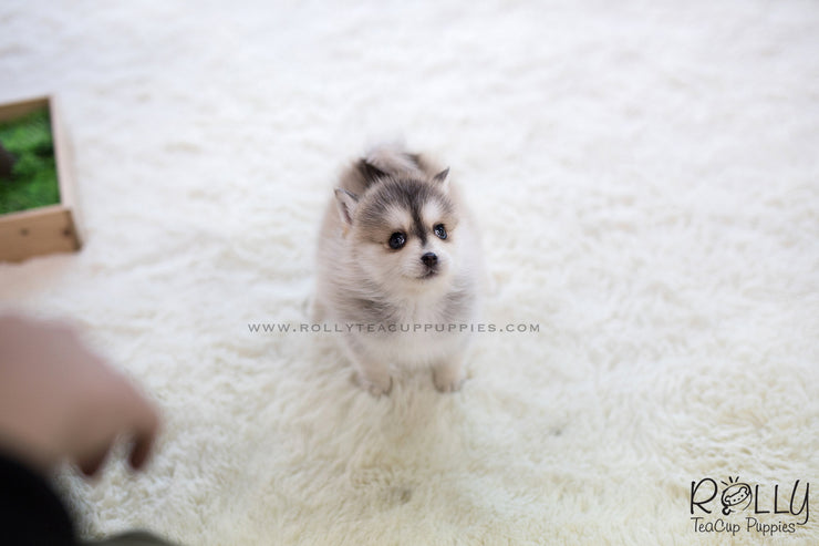 Rolly Teacup Puppies (SOLD to Sulaiman) Cody - Pomsky. M.