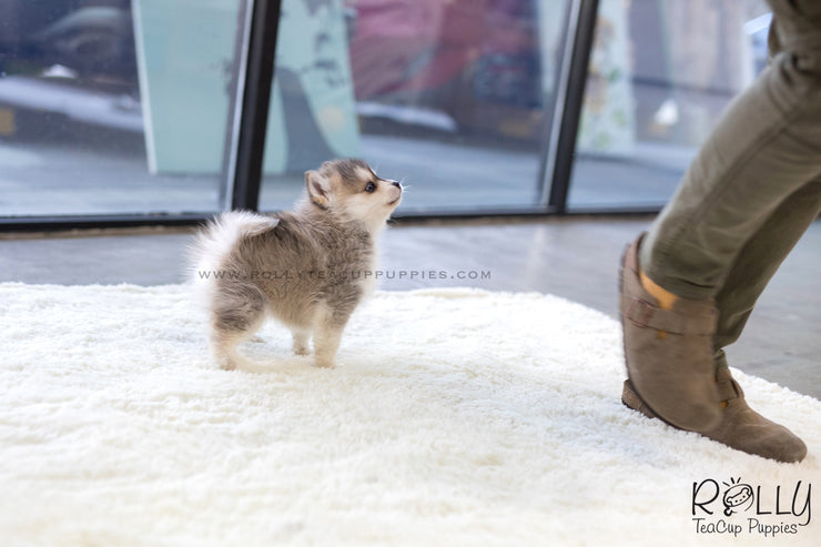Rolly Teacup Puppies (SOLD to Sulaiman) Cody - Pomsky. M.