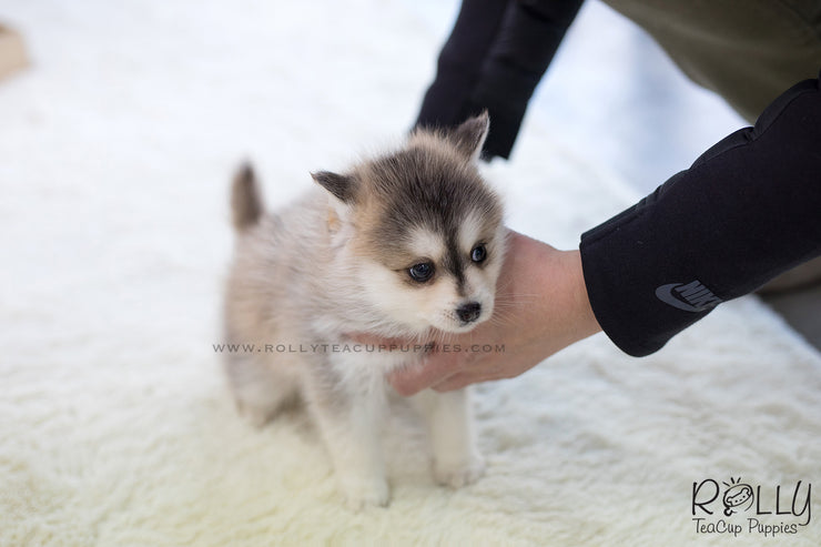 Rolly Teacup Puppies (SOLD to Sulaiman) Cody - Pomsky. M.