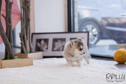 Rolly Teacup Puppies (SOLD to Sulaiman) Cody - Pomsky. M.