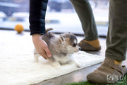 Rolly Teacup Puppies (SOLD to Sulaiman) Cody - Pomsky. M.