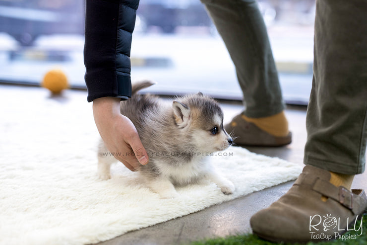 Rolly Teacup Puppies (SOLD to Sulaiman) Cody - Pomsky. M.