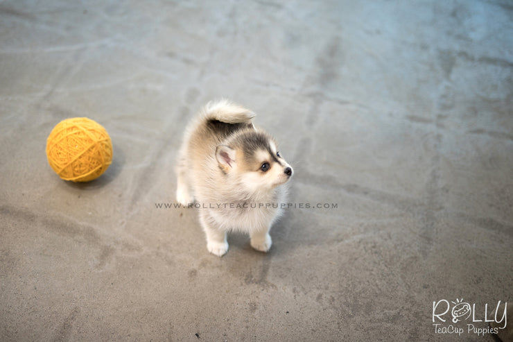 Rolly Teacup Puppies (SOLD to Sulaiman) Cody - Pomsky. M.