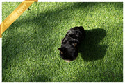 Rolly Teacup Puppies (PURCHASED by DAISY) COLA - Morkie. M.