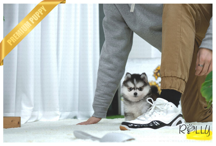 Rolly Teacup Puppies (Purchased by NG) Comet - Pomsky. M.