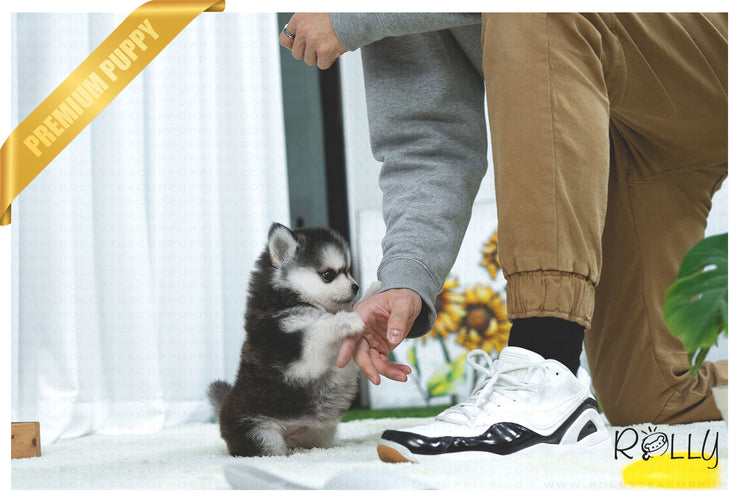Rolly Teacup Puppies (Purchased by NG) Comet - Pomsky. M.