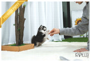 Rolly Teacup Puppies (Purchased by NG) Comet - Pomsky. M.