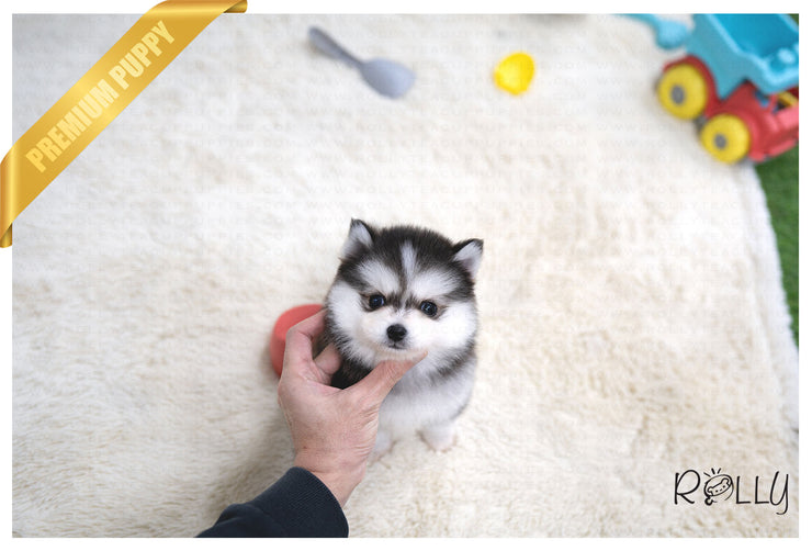 Rolly Teacup Puppies (Purchased by NG) Comet - Pomsky. M.