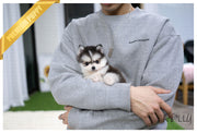 Rolly Teacup Puppies (Purchased by NG) Comet - Pomsky. M.