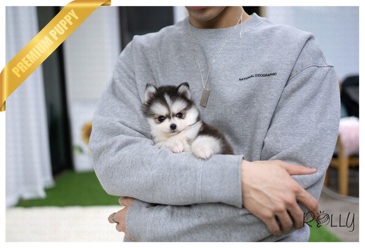 Rolly Teacup Puppies (Purchased by NG) Comet - Pomsky. M.