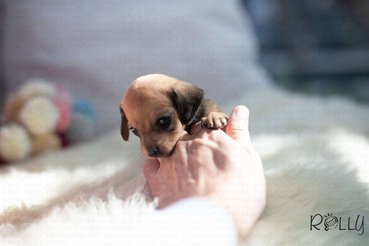 Rolly Teacup Puppies (Purchased by Santa) Cookie - Dachshund. F.