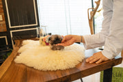Rolly Teacup Puppies (Purchased by Junichi)  Cookie - Pekingese. M.