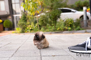Rolly Teacup Puppies (Purchased by Junichi)  Cookie - Pekingese. M.