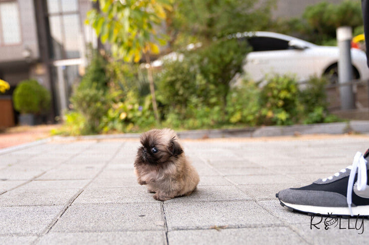 Rolly Teacup Puppies (Purchased by Junichi)  Cookie - Pekingese. M.