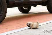 Rolly Teacup Puppies (Purchased by Junichi)  Cookie - Pekingese. M.
