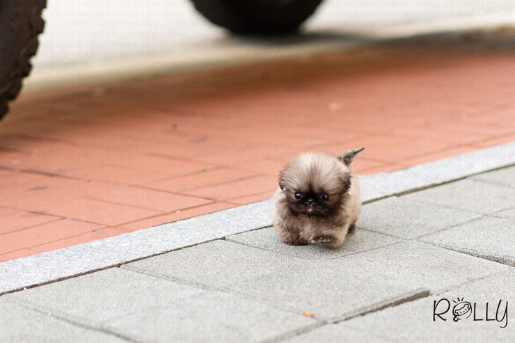 Rolly Teacup Puppies (Purchased by Junichi)  Cookie - Pekingese. M.