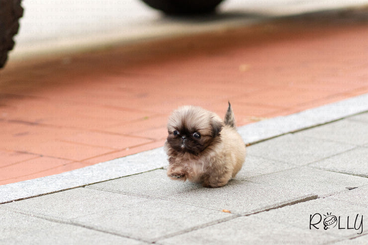 Rolly Teacup Puppies (Purchased by Junichi)  Cookie - Pekingese. M.