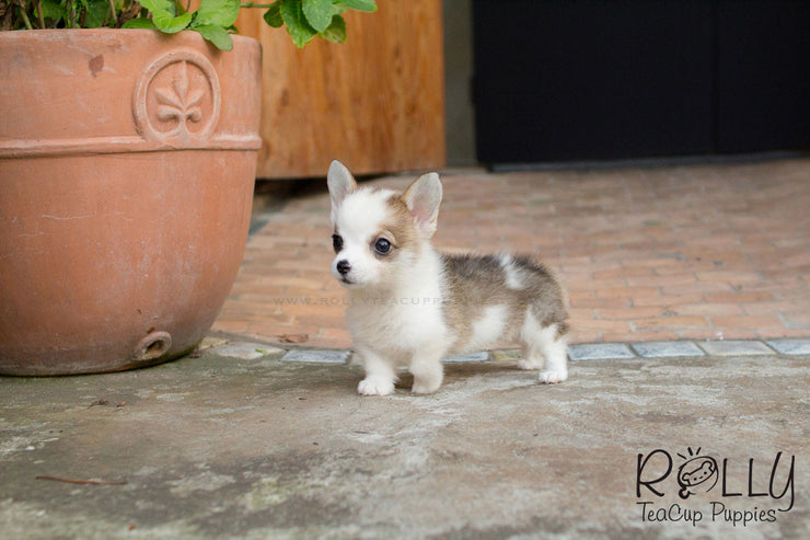Rolly Teacup Puppies Hugo - Corgi.